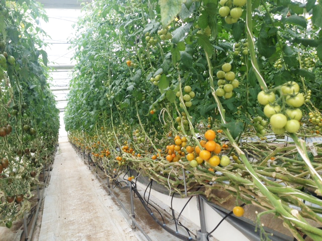 湘南農場自慢のトマト、リッチイエローの栽培風景です。